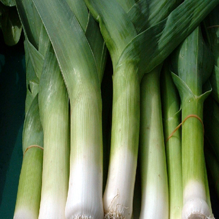 Leek wallpaper