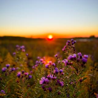 Sunset wild flowers wallpaper