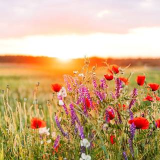 Sunset wild flowers wallpaper