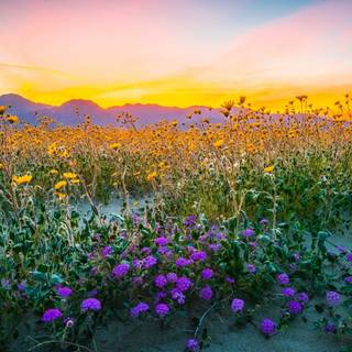 Sunset wild flowers wallpaper