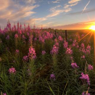 Sunset wild flowers wallpaper