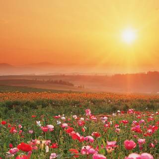 Sunset wild flowers wallpaper
