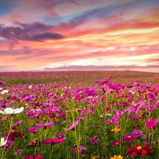 Sunset wild flowers wallpaper