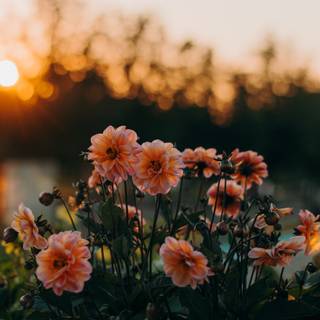 Sunset wild flowers wallpaper