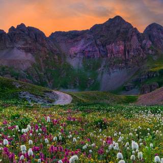 Sunset wild flowers wallpaper