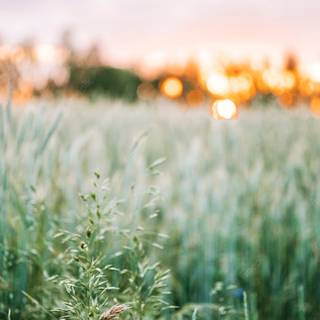 Sunset wild flowers wallpaper