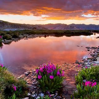 Sunset wild flowers wallpaper