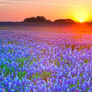 Sunset wild flowers wallpaper