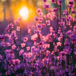 Sunset wild flowers wallpaper