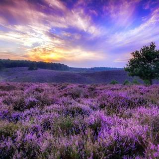 Sunset wild flowers wallpaper
