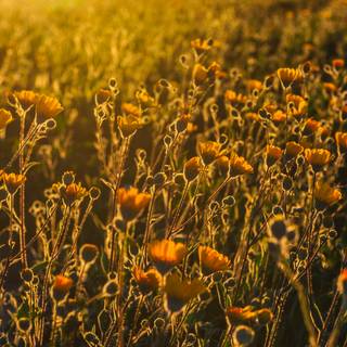 Sunset wild flowers wallpaper