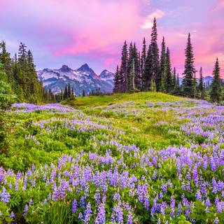 Sunset wild flowers wallpaper