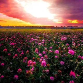 Sunset wild flowers wallpaper