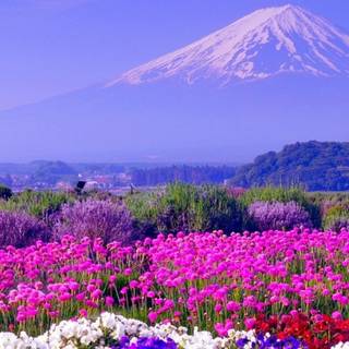 Spring 1080x1920 wallpaper