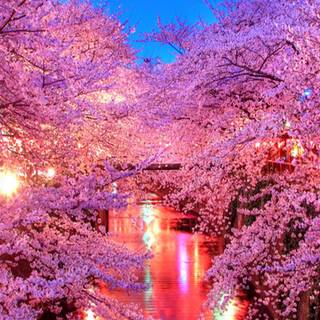 Spring 1080x1920 wallpaper