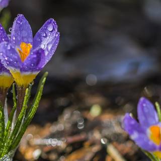 Spring 1080x1920 wallpaper