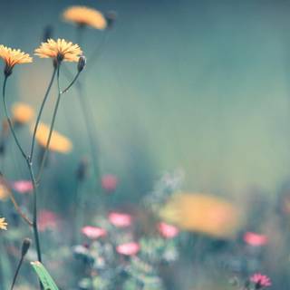 Spring basic wallpaper