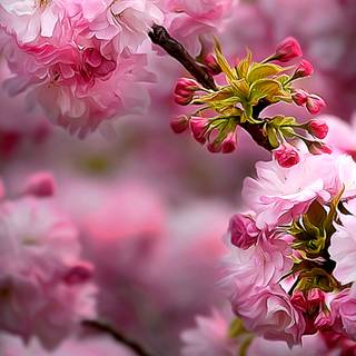 Spring 1080x1920 wallpaper