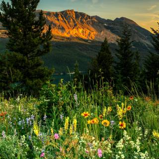 Spring 1080x1920 wallpaper