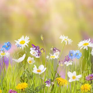 Spring 1080x1920 wallpaper