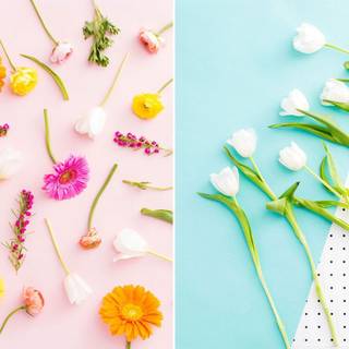 Spring basic wallpaper