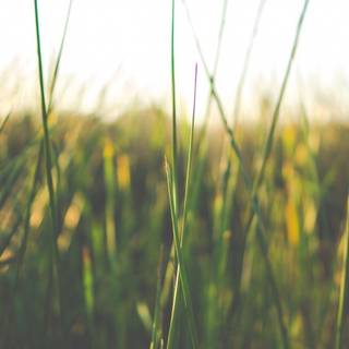 Spring basic wallpaper