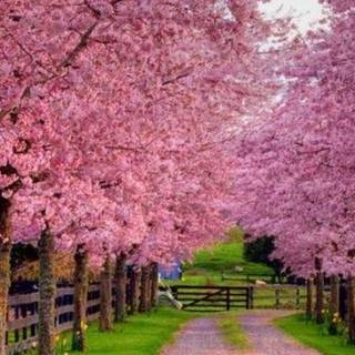 Spring 1080x1920 wallpaper