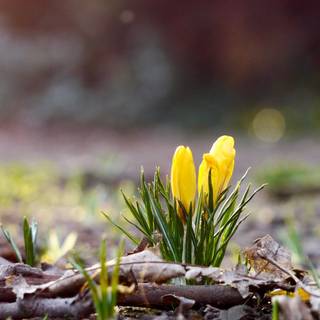 Spring 1080x1920 wallpaper