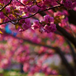 Spring 1080x1920 wallpaper