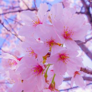 Spring 1080x1920 wallpaper