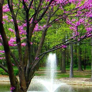 Spring 1080x1920 wallpaper