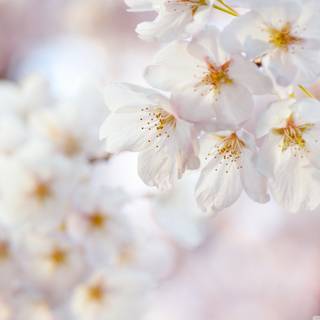 Spring basic wallpaper