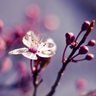 Spring 1080x1920 wallpaper