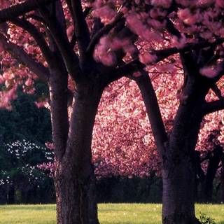 Spring 1080x1920 wallpaper