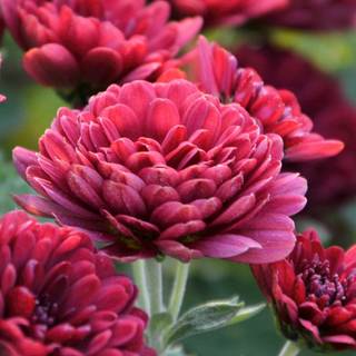 Spring 1080x1920 wallpaper