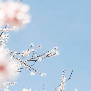 Spring 1080x1920 wallpaper