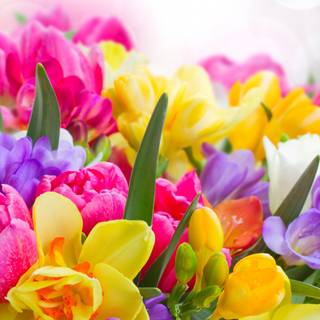 Spring 1080x1920 wallpaper