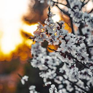 Spring 1080x1920 wallpaper