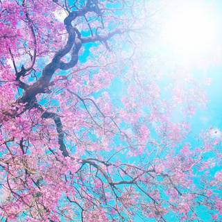 Spring 1080x1920 wallpaper