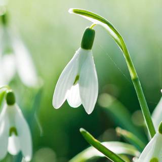 Spring 1080x1920 wallpaper