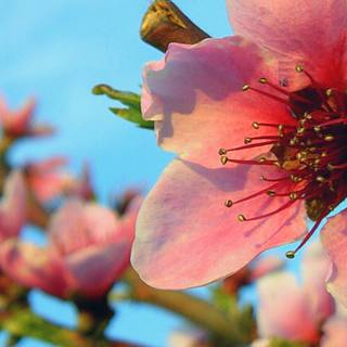 Spring 1080x1920 wallpaper