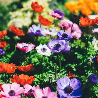 Spring 1080x1920 wallpaper