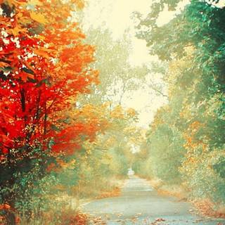 iPhone 13 Mini summer wallpaper