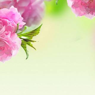 Spring 8k mobile wallpaper