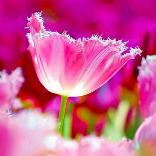 Spring 8k mobile wallpaper