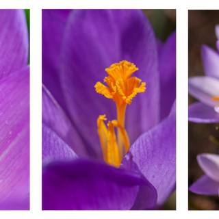 Purple aesthetic summer wallpaper