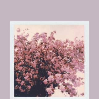 Aesthetic spring phone wallpaper