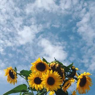 Aesthetic spring phone wallpaper