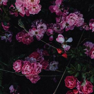 Aesthetic spring phone wallpaper