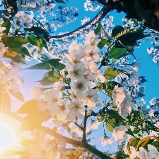 Aesthetic spring phone wallpaper